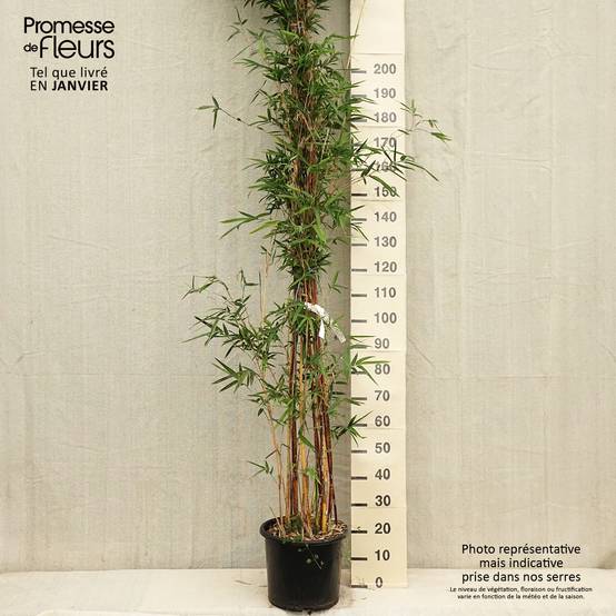 Promesse de Fleurs - Bambusa multiplex Alphonse Karr - Bambou d'intérieur Pot de 12L/15L - Image 1