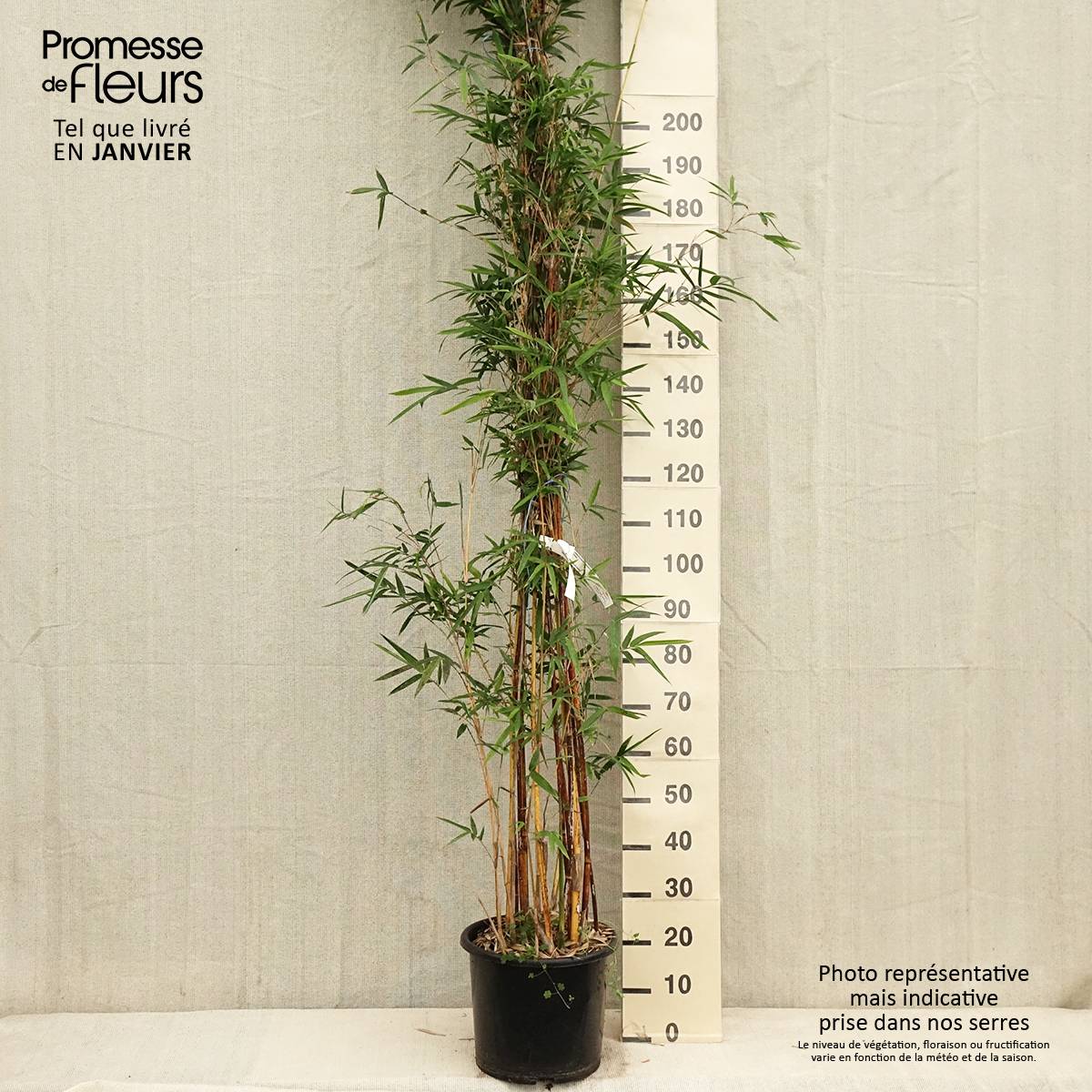 Promesse de Fleurs - Bambusa multiplex  Alphonse Karr - Bambou d'intérieur Pot de 12L/15L