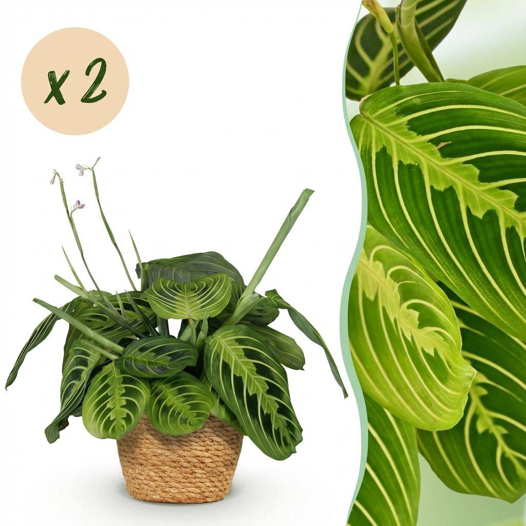 Maranta Fascinator Lemon Lime - Pet-friendly - Plante de prière - Pot de 12cm - Hauteur 25-35cm - 2 plantes - Panier - Plantes d'intérieur