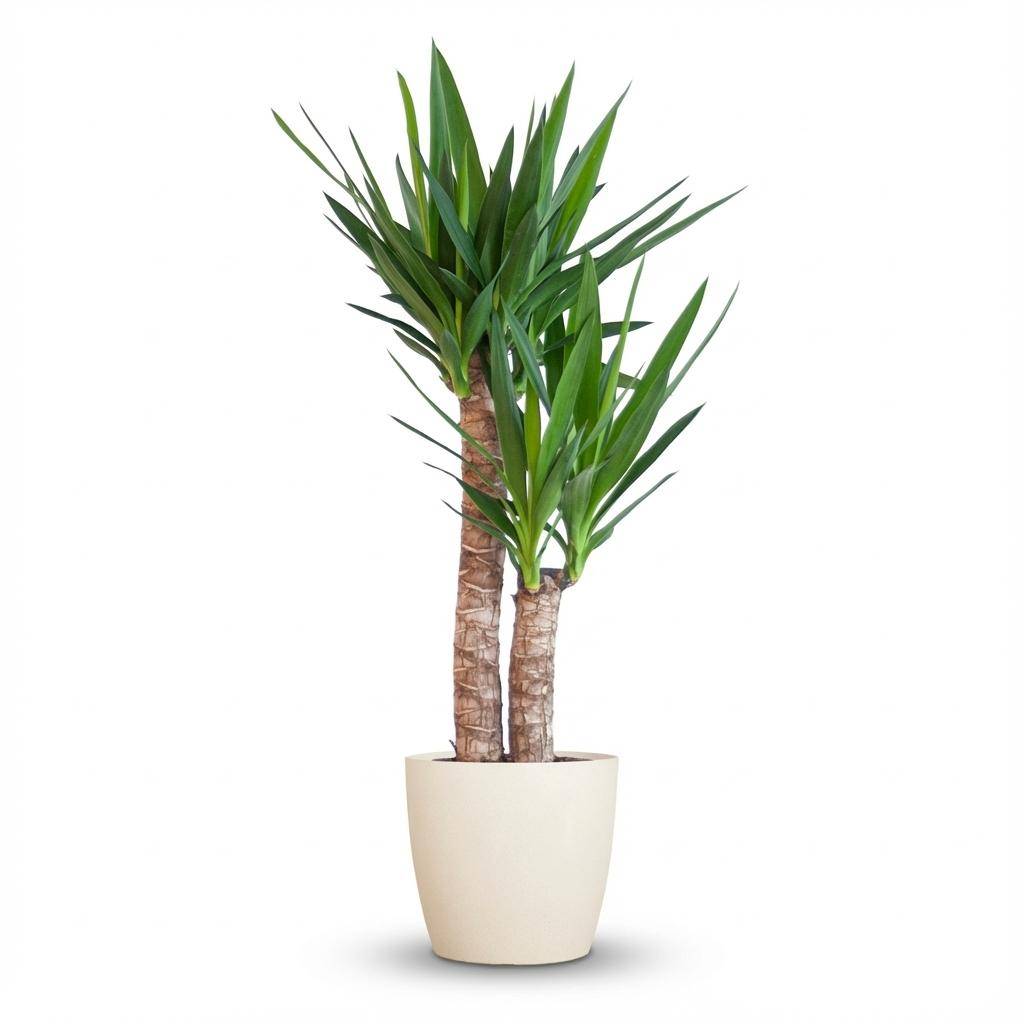 Yucca Elephantipes - Pot de 21cm - Hauteur 80 - 90cm - Blanc - Plantes d'intérieur