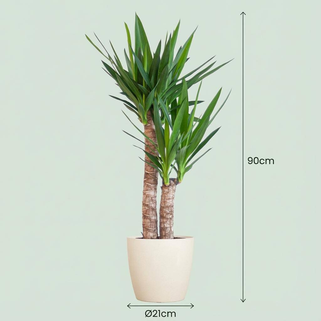 Yucca Elephantipes - Pot de 21cm - Hauteur 80 - 90cm - Blanc - Plantes d'intérieur - Image 4
