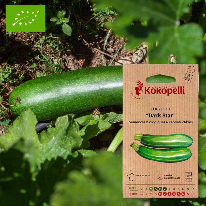 Courgette Dark Star- Graines bio à semer - Image 1