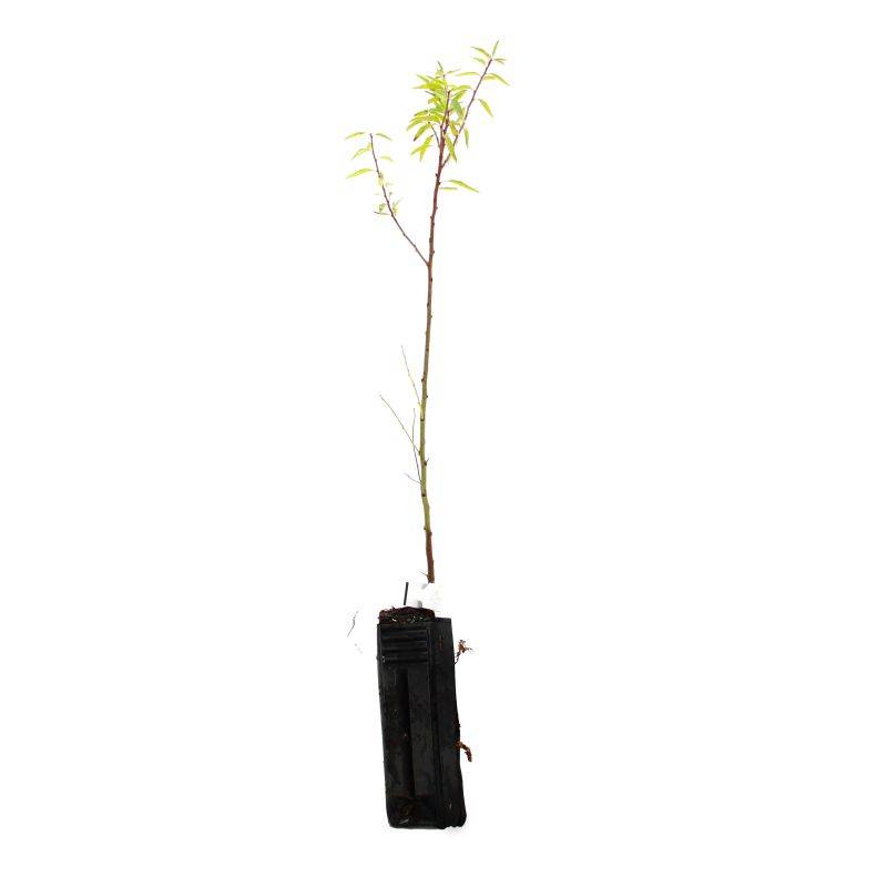 Amandier (Prunus dulcis) - Godet - Taille 20/40cm - Pépinières Naudet - Imagen 3