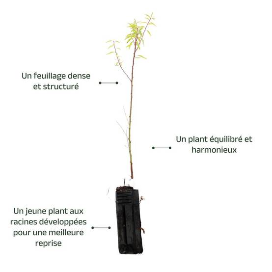 Amandier (Prunus dulcis) - Godet - Taille 20/40cm - Pépinières Naudet - Imagen 4