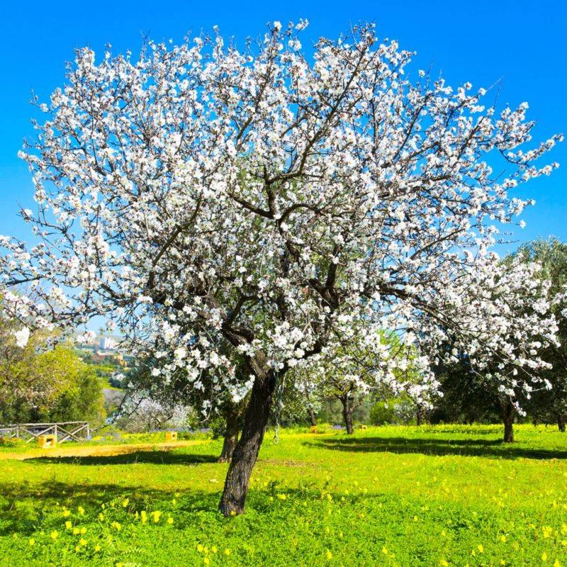 Amandier (Prunus dulcis) - Godet - Taille 20/40cm - Pépinières Naudet - Imagen 1