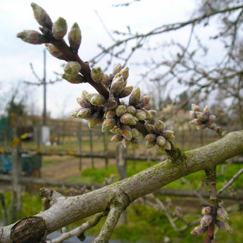 Amandier (Prunus dulcis) - Godet - Taille 20/40cm - Pépinières Naudet - Imagen 2