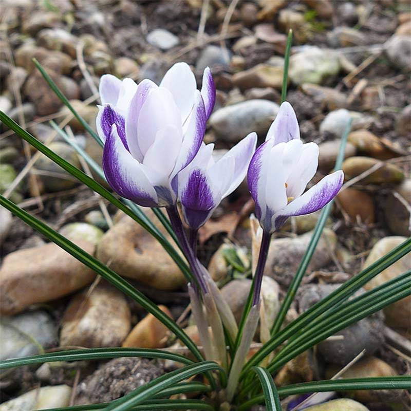 Promesse de Fleurs - Crocus chrysanthus Ladykiller  Bulbe calibre 5+ (par 15)