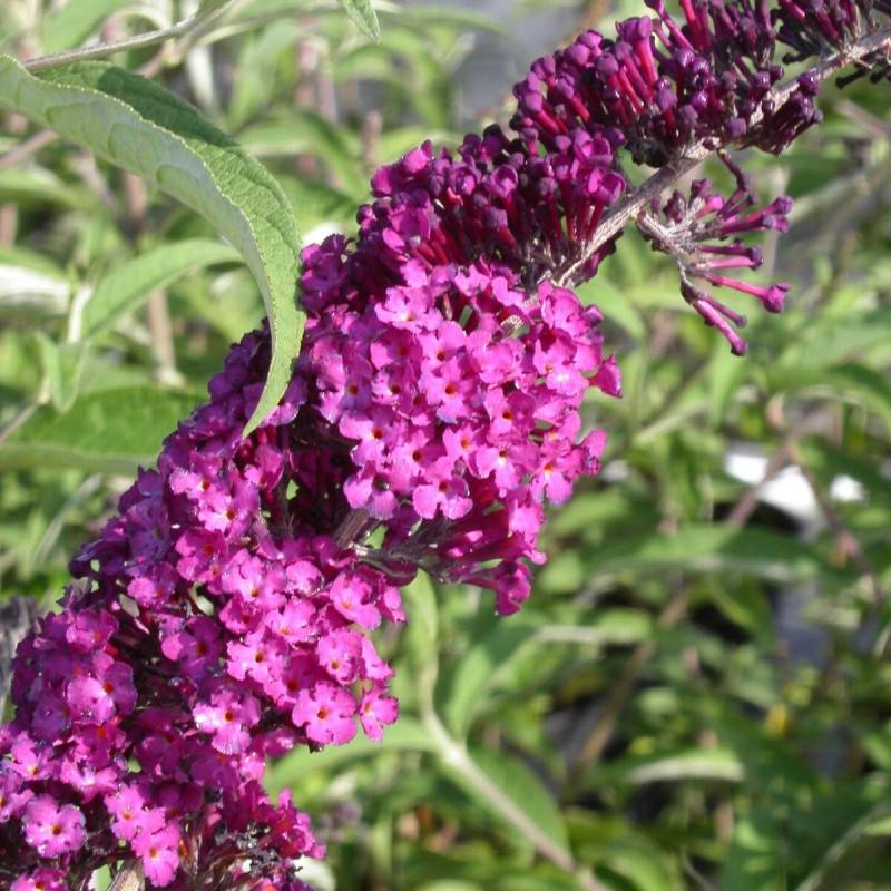 Arbre aux papillons rouge Royal Red, Buddleia à fleurs Rouge/ - feuillage Caduc - Pot de 7,5L - 40/60 cm - Image 1