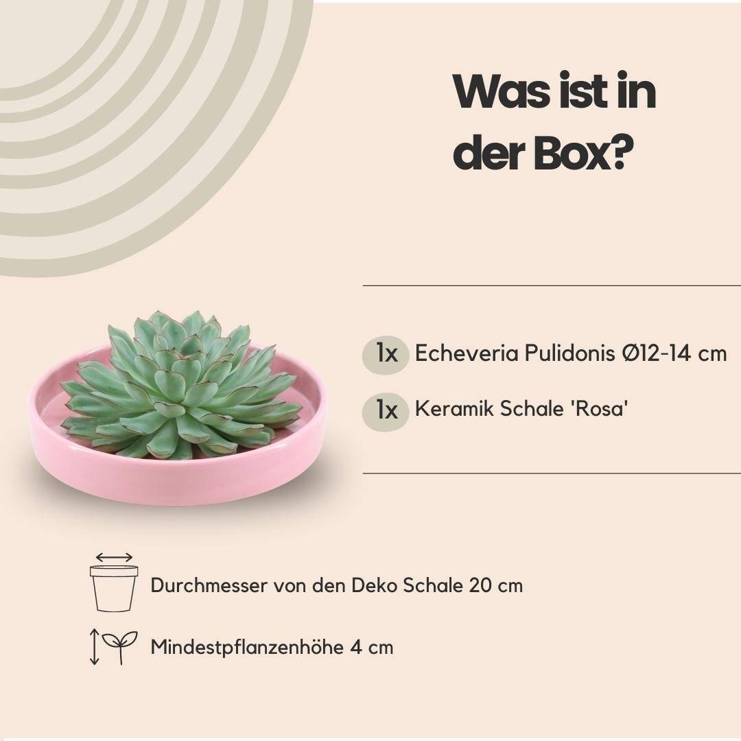 La Green Touch - Echeveria Pulidonis Sans Racines en Coupelle Rose- La Green Touch - Imagen 4