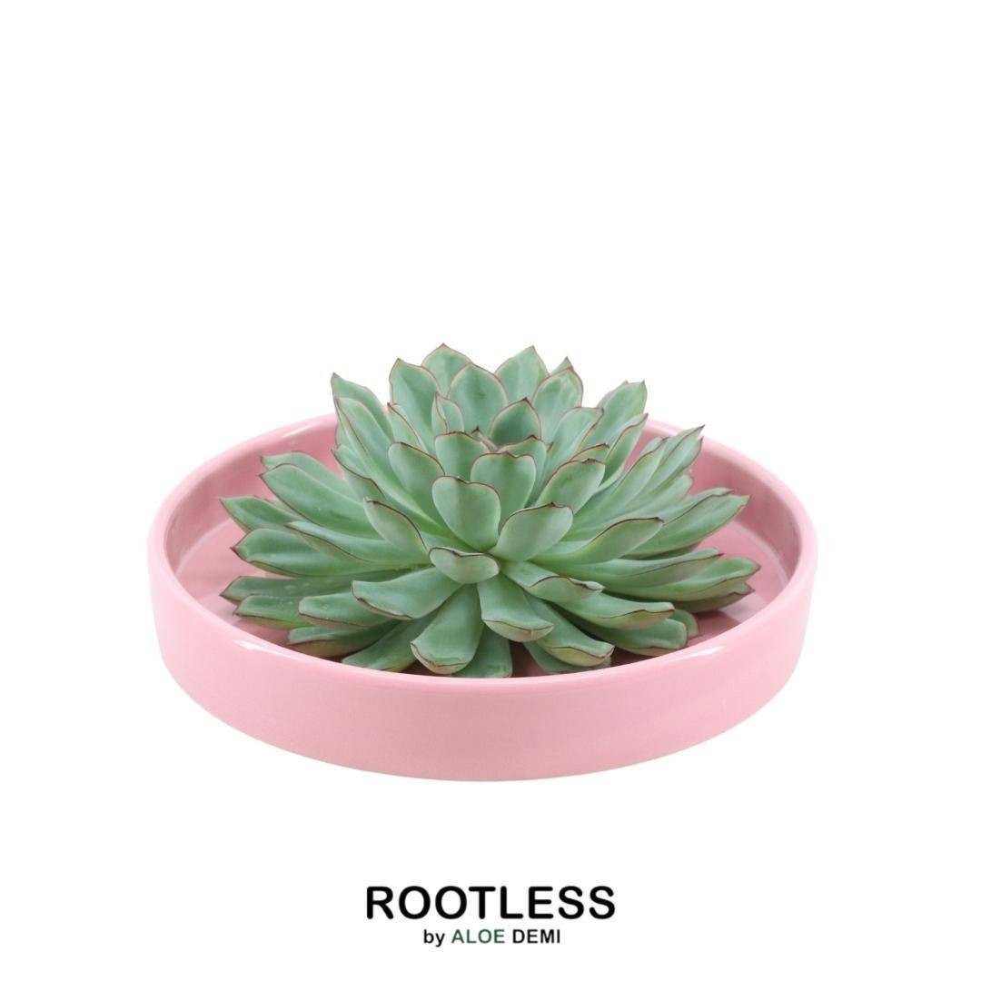 La Green Touch - Echeveria Pulidonis Sans Racines en Coupelle Rose- La Green Touch - Imagen 1