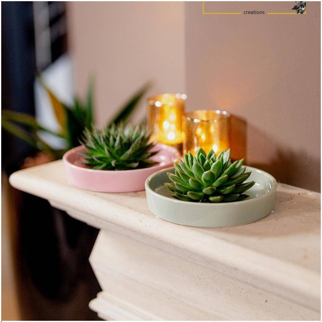 La Green Touch - Echeveria Pulidonis Sans Racines en Coupelle Rose- La Green Touch - Imagen 2