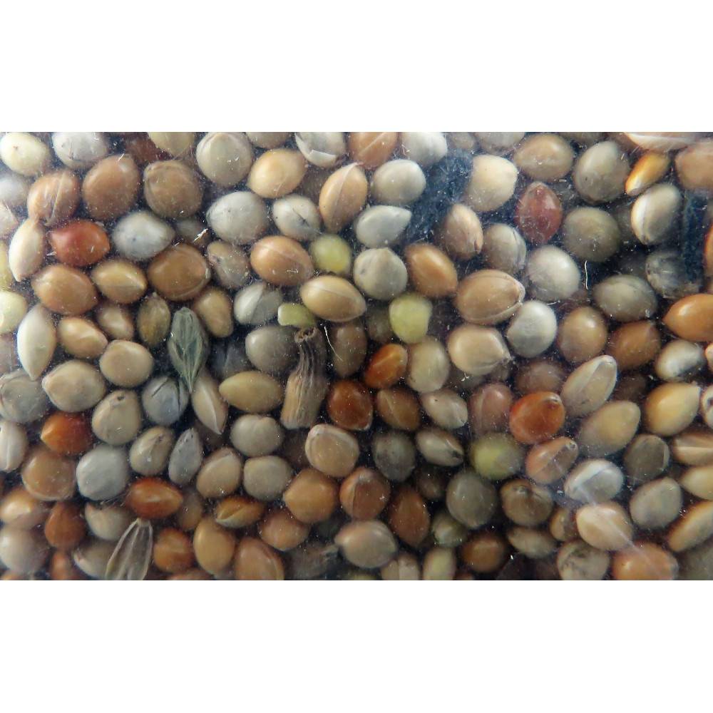 animallparadise - Graines perruches nutrimeal - 12kg pour oiseaux - Imagen 3