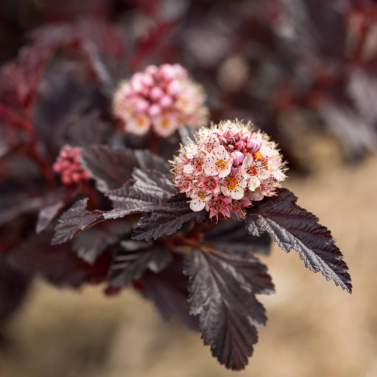 Promesse de Fleurs - Physocarpus opulifolius Fireside First Editions - Physocarpe Pot de 3L/4L
