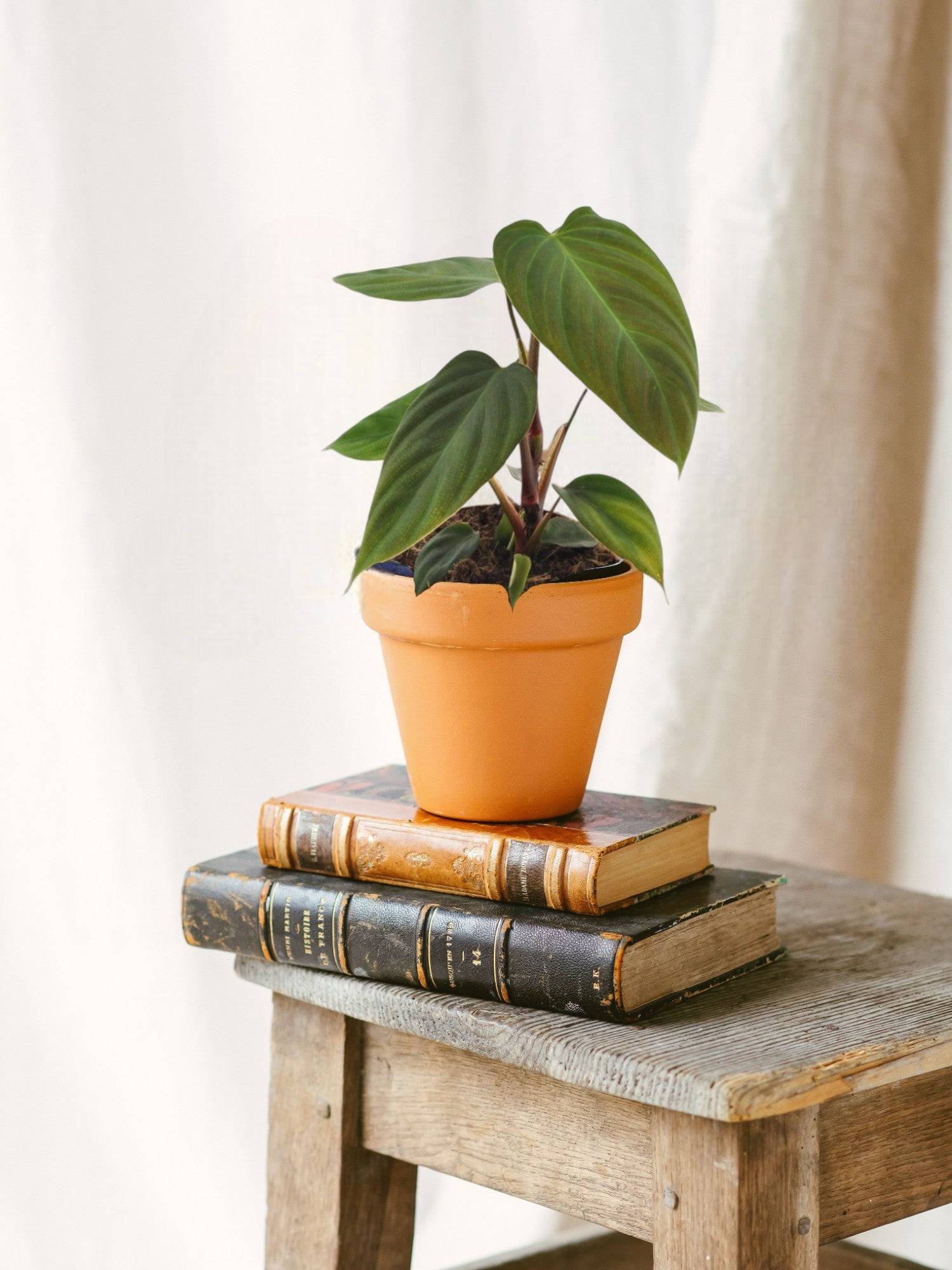 Philodendron Nangaritens 25cm - Plante d'intérieur- La Green Touch - Imagen 2