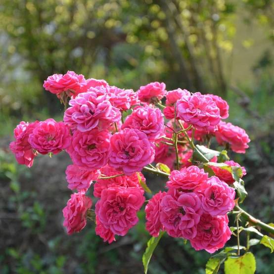 Rosier liane Banksiae Rosea à fleurs Rose - feuillage semipersistant - port grimpantPot de 3L - Echelle bambou 60/120 cm - hauteur à maturité 5.00 - Image 2