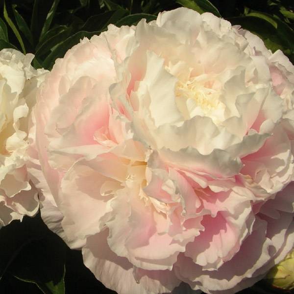 Promesse de Fleurs - Pivoine lactiflora Shirley Temple Souche 3/5 yeux
