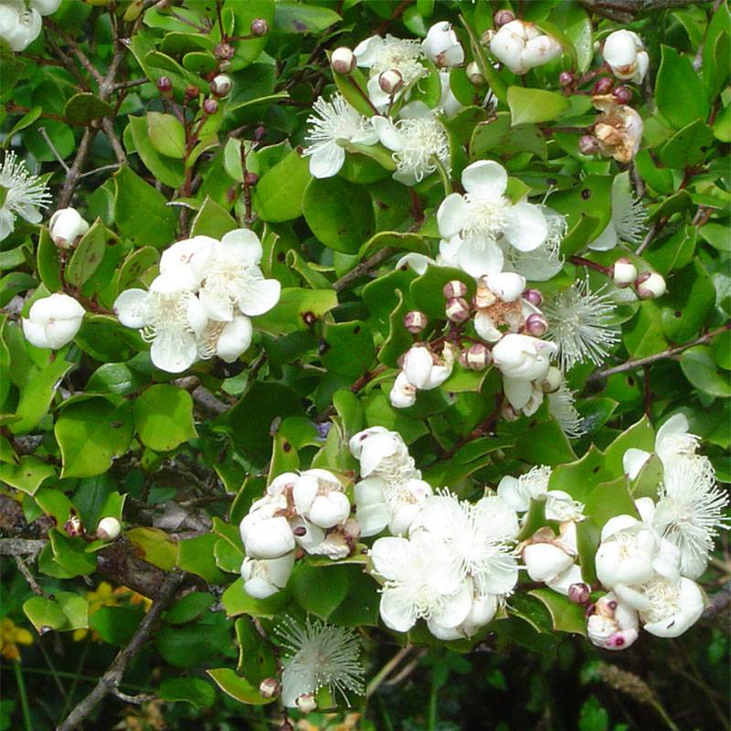 Promesse de Fleurs - Myrtus luma - Myrte du Chili Pot de 3L/4L