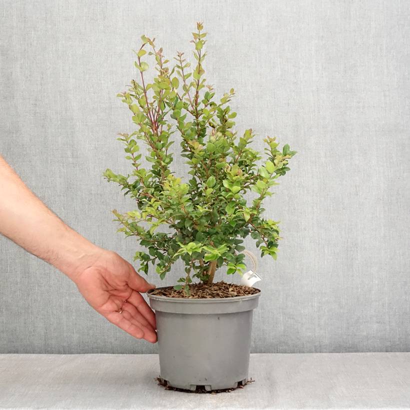 Myrtus luma - Myrte du Chili Pot de 3L/4L - Image 2