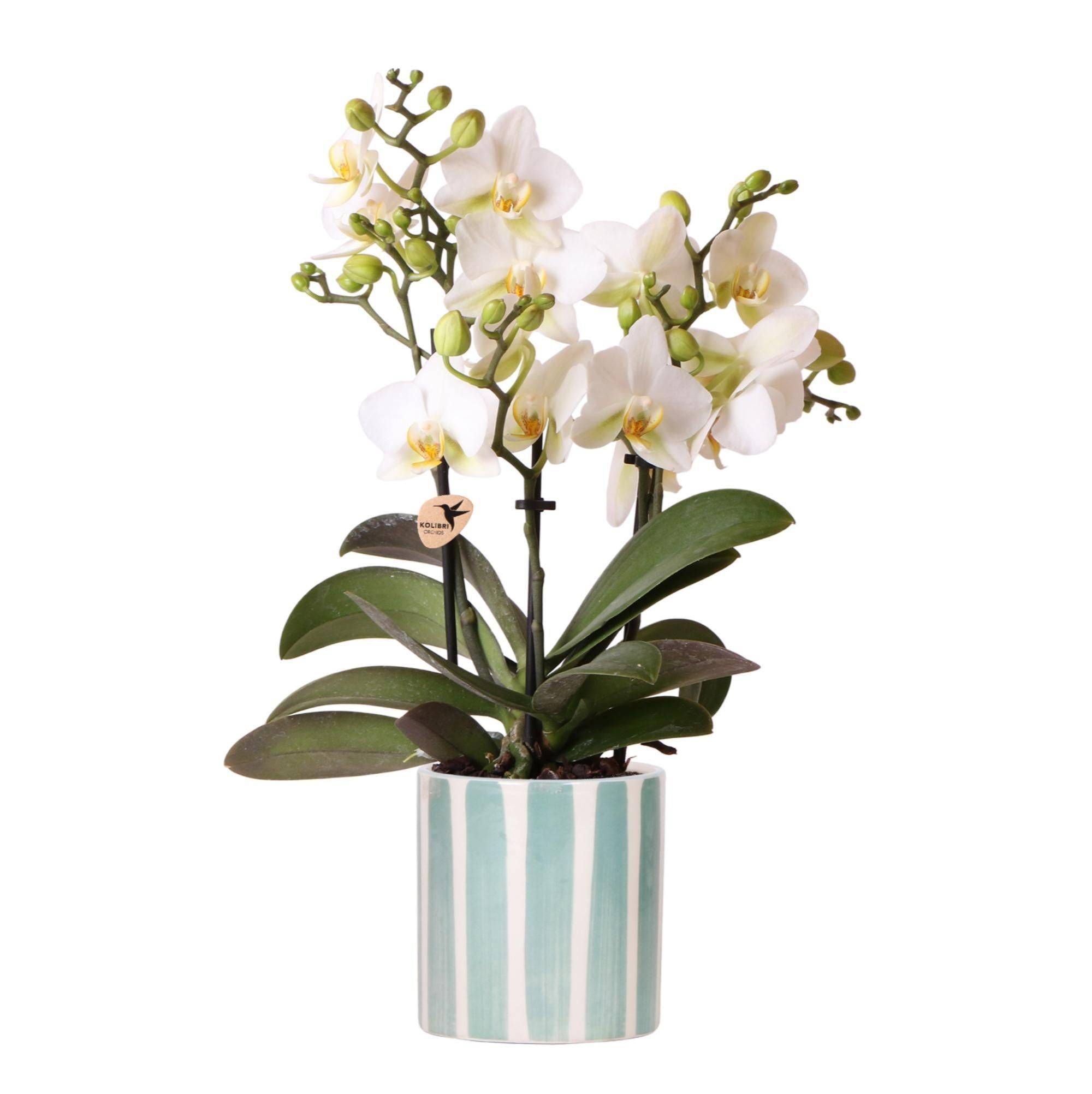 La Green Touch - Orchidée blanche et son pot- La Green Touch Bleu turquoise - Hauteur 35cm - Imagen 1