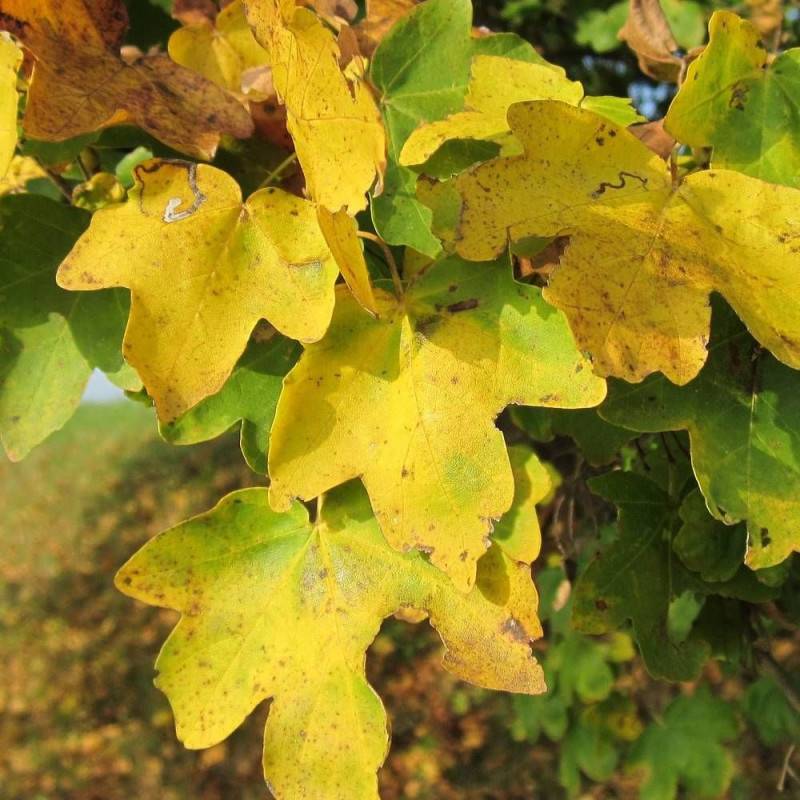 Érable champêtre, Acer campestre - Pot de 7,5L - 80/100 cm - Image 1