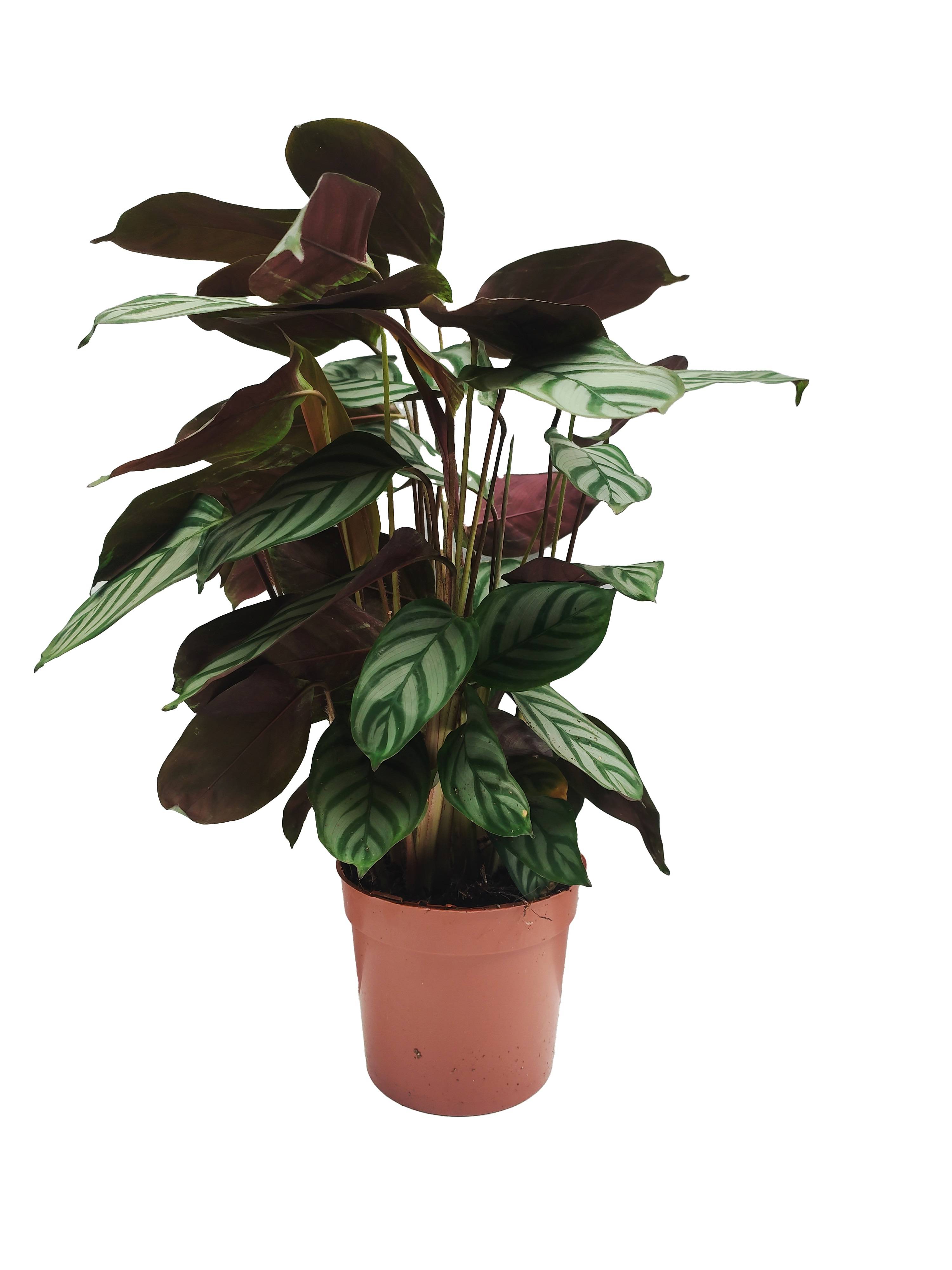 Calathea Setosa Pot 12cm
