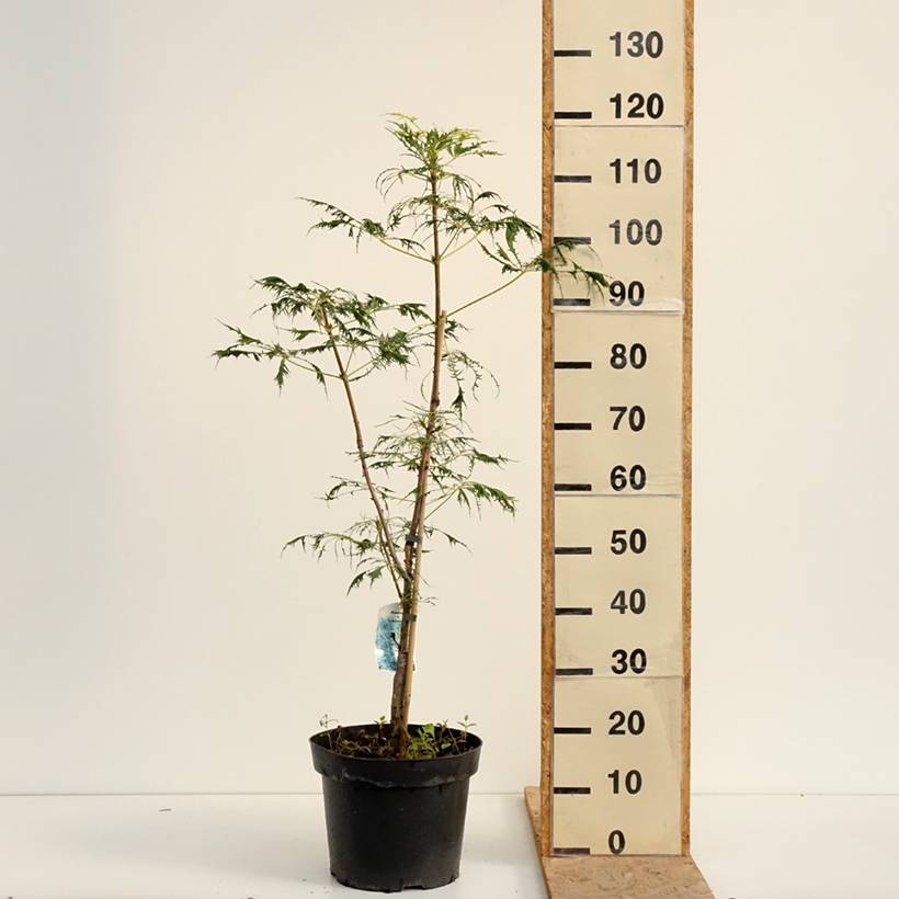 Promesse de Fleurs - Aesculus Laciniata - Marronnier commun Pot de 7,5L/10L - Image 2