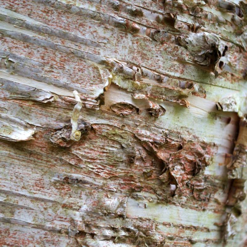 Bouleau verruqueux Youngii, Betula - Pot de 30L - Tige 10/12 - Image 5