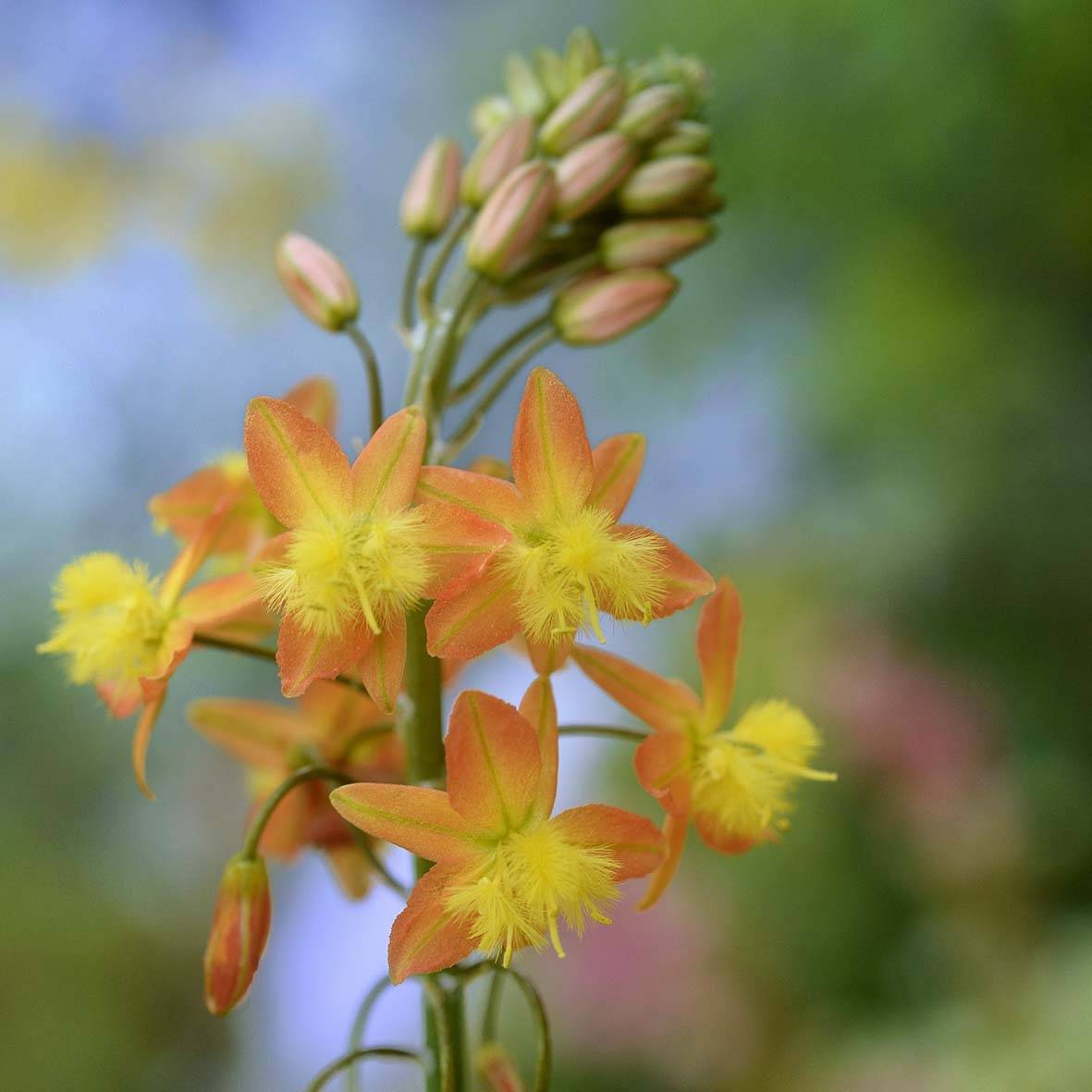 Bulbine frutescens - Bulbine jaune Pot de 1L/1,5L