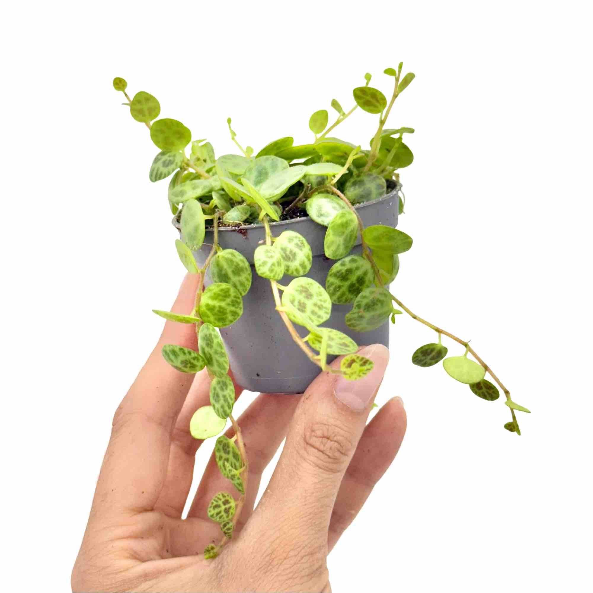 Peperomia Prostrata - Pot de 6cm - Plantes d'intérieur