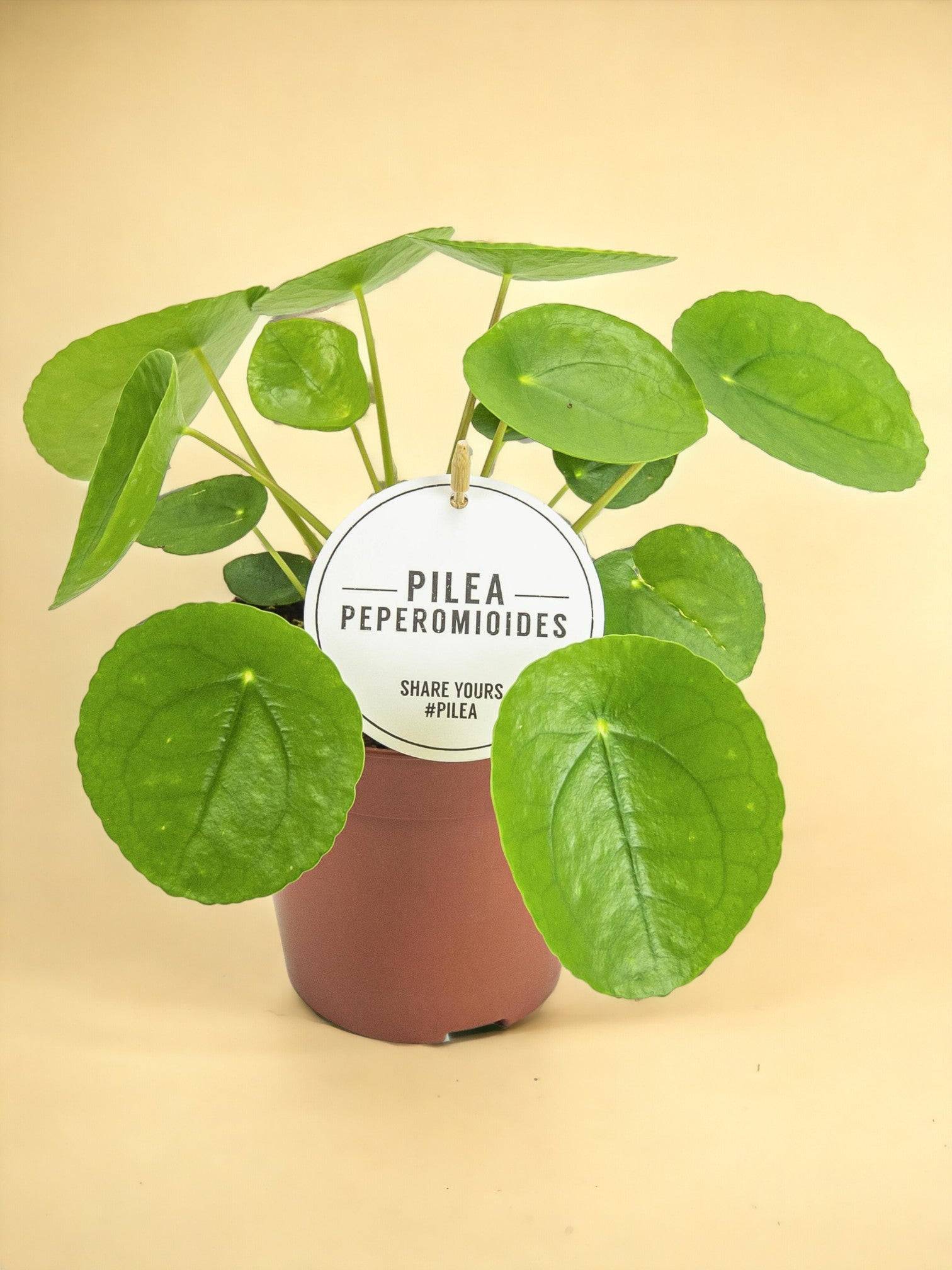 La Green Touch - Pilea Peperomioides