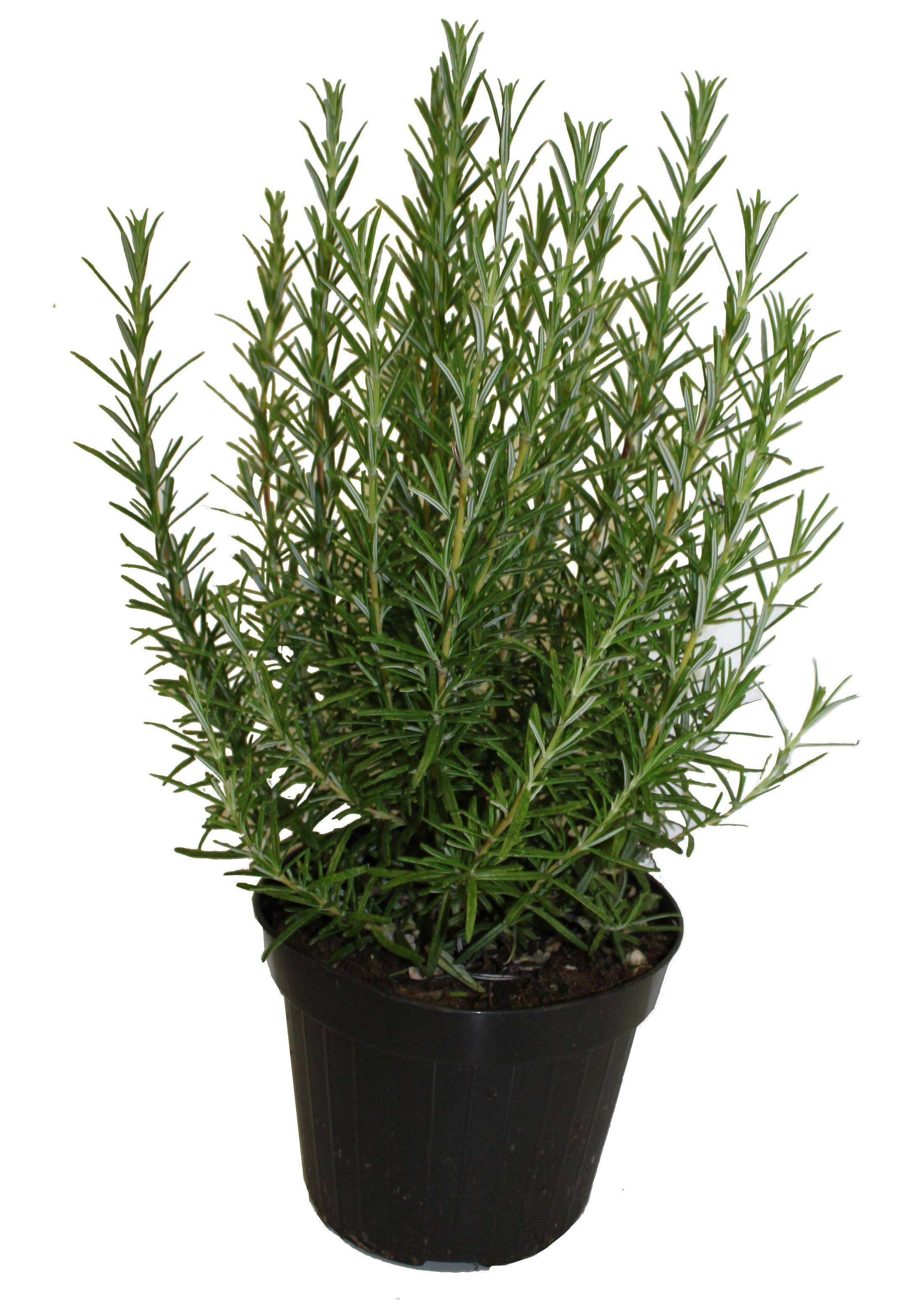 Romarin pot 14 cm - Imagen 2