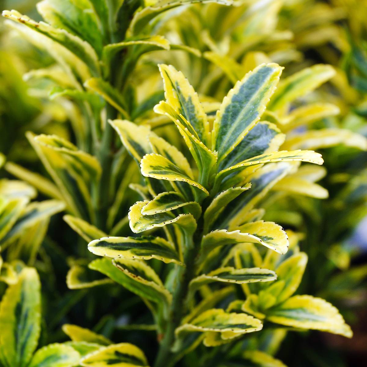 Promesse de Fleurs - Euonymus japonicus Microphyllus Aureovariegatus - Fusain Godet de 8/9 cm