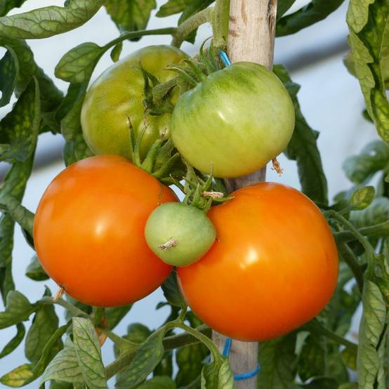 Tomate Orange Queen en plants Mini-motte Ø 3/4 cm, Livré en hauteur de 5 à 10 cm (par 5)