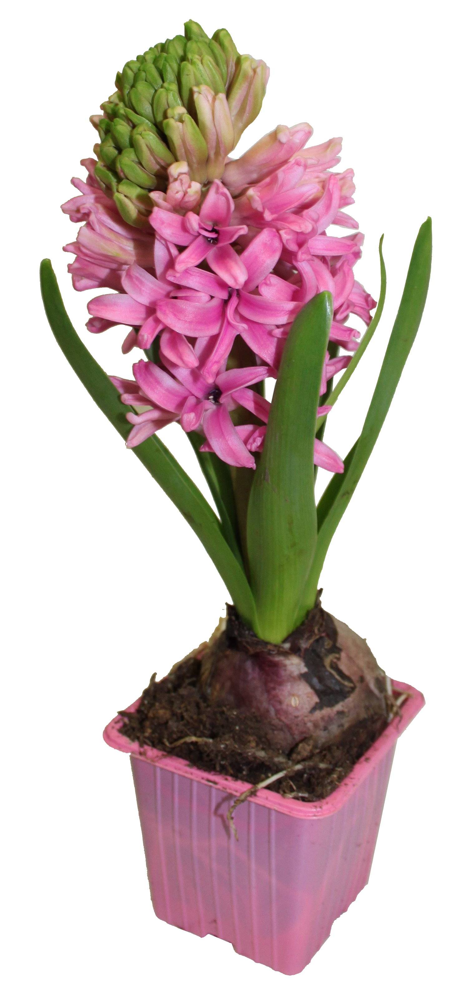 Horti-Flandre - Jacinthe rose godet 7 cm - Imagen 3