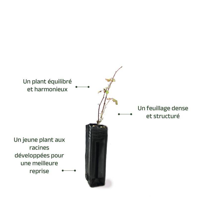 Ronce Commune ou Ronce des Bois (Rubus Fruticosus) - Godet - Taille 13/25cm - Pépinières Naudet - Imagen 3