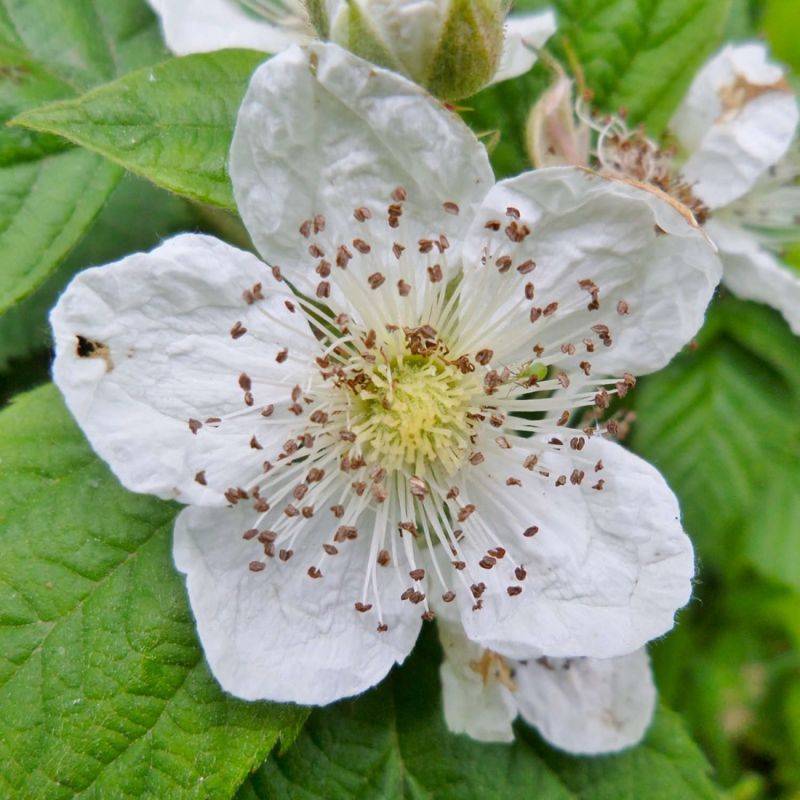 Ronce Commune ou Ronce des Bois (Rubus Fruticosus) - Godet - Taille 13/25cm - Pépinières Naudet - Imagen 1