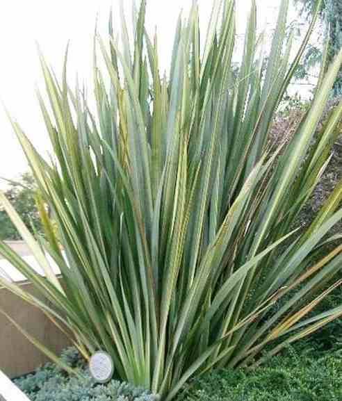 Sans Marque - Phormium tenax (lin de nouvelle-zélande) Taille:Pot de 6 litres - 80/100 cm - Couleur floraison:jaune et rouge - Image 4