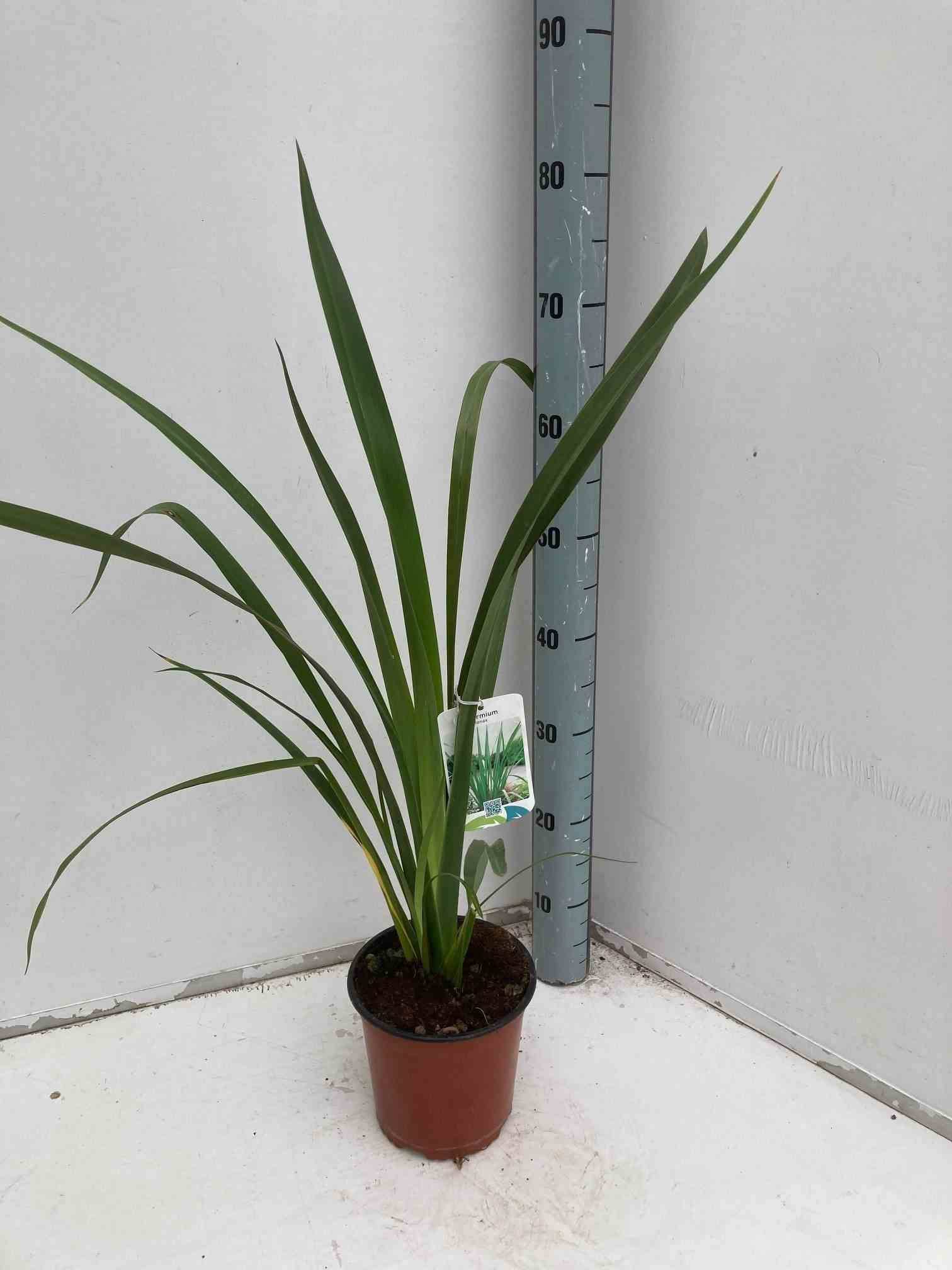 Sans Marque - Phormium tenax (lin de nouvelle-zélande) Taille:Pot de 6 litres - 80/100 cm - Couleur floraison:jaune et rouge - Image 1