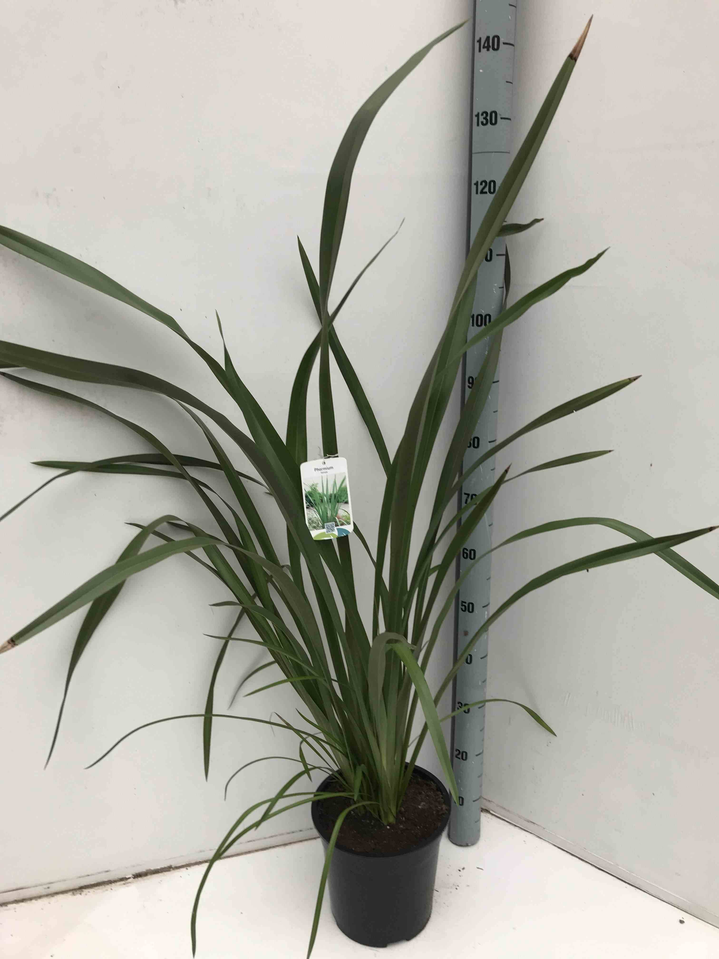 Sans Marque - Phormium tenax (lin de nouvelle-zélande) Taille:Pot de 6 litres - 80/100 cm - Couleur floraison:jaune et rouge - Image 2