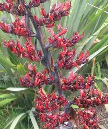Sans Marque - Phormium tenax (lin de nouvelle-zélande) Taille:Pot de 6 litres - 80/100 cm - Couleur floraison:jaune et rouge - Image 3