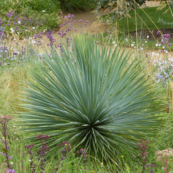 Yucca rostrata Pot de 2L/3L - Image 1