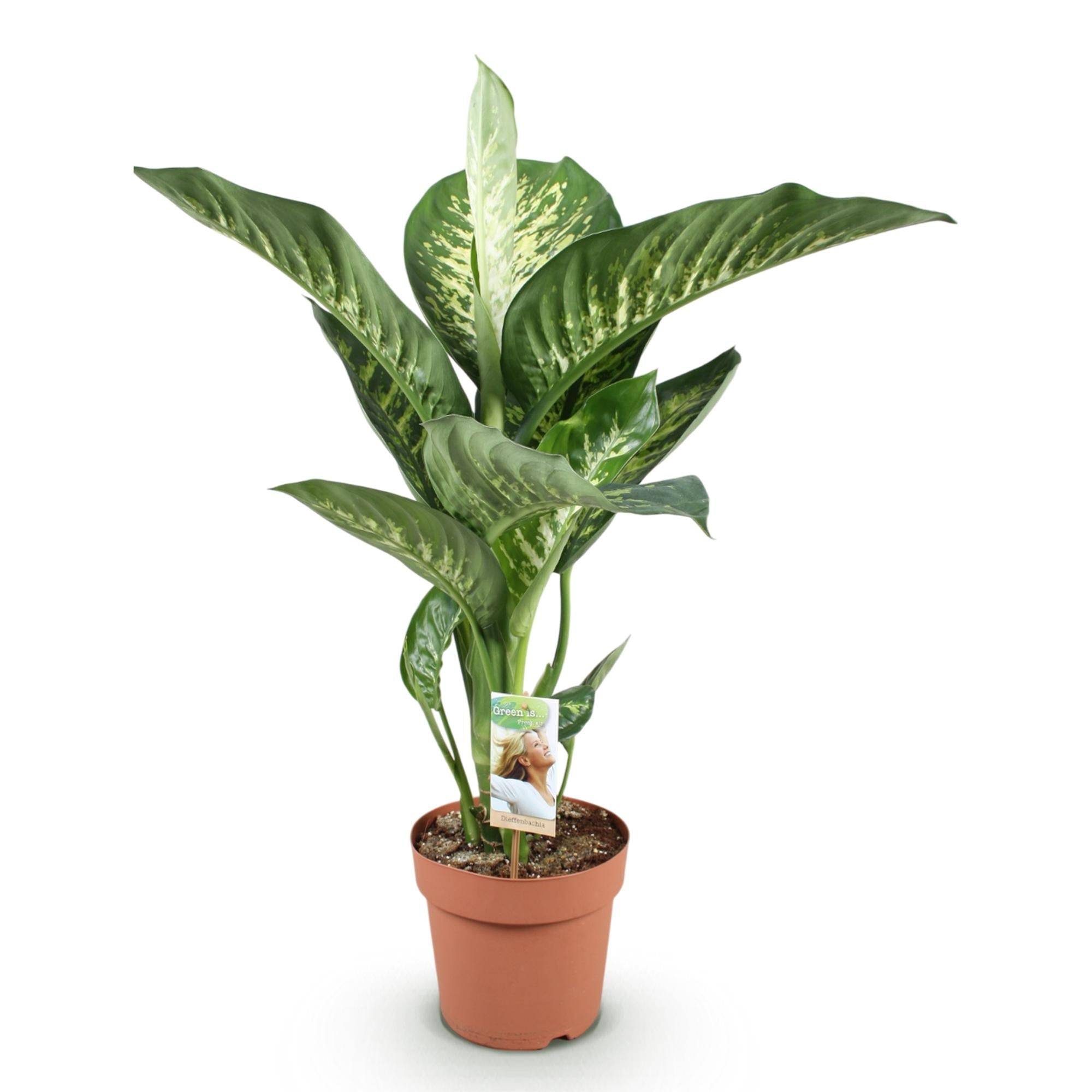 La Green Touch - Dieffenbachia Tropic Snow - D21 H100cm - Image 4
