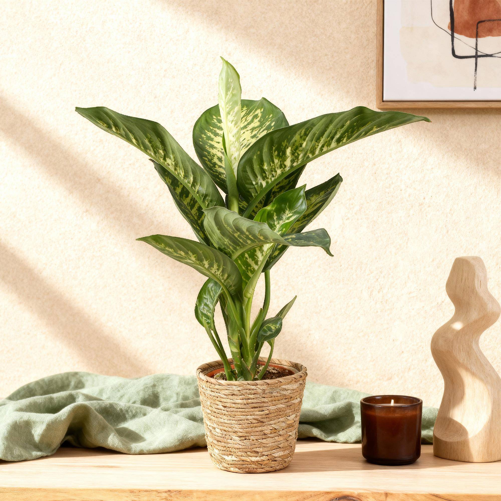 La Green Touch - Dieffenbachia Tropic Snow - D21 H100cm - Image 1