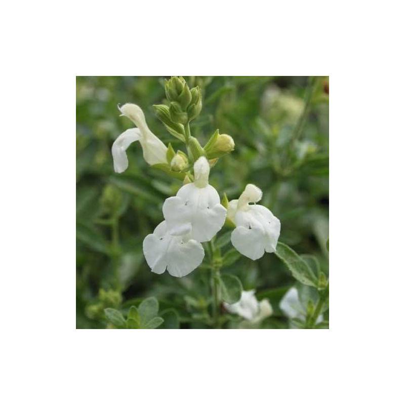 Sauge blanche à fleurs Blanche/ - feuillage Caduc - Godet - 5/20 cm - Imagen 2