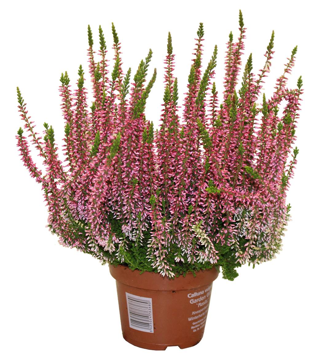 Fleuron D'Anjou - Plant de BRUYERE CALLUNA  Pot 10,5 cm
