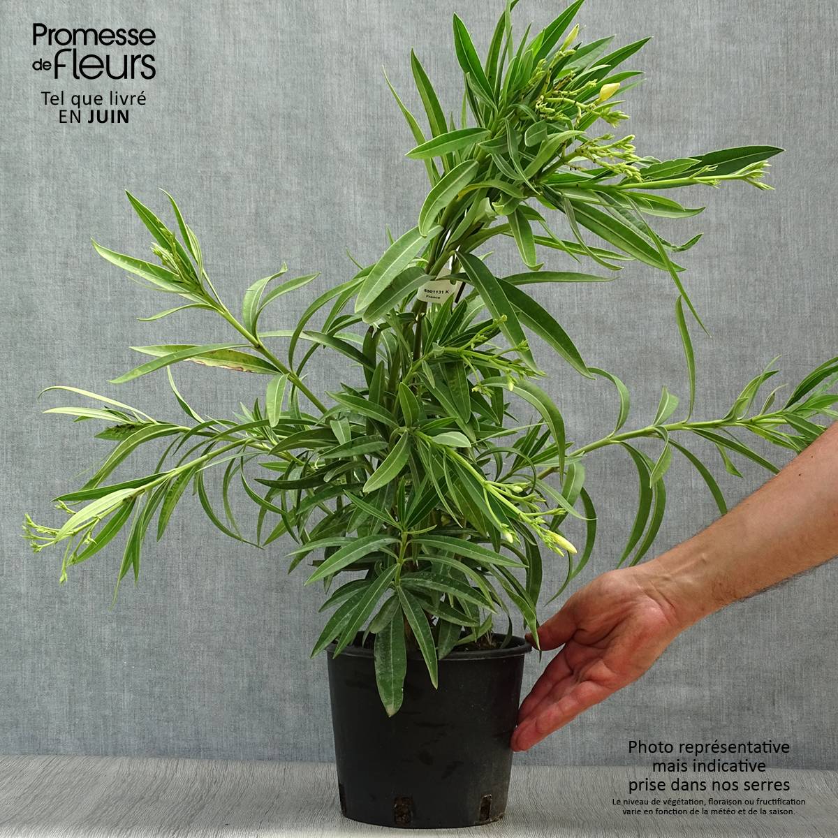 Promesse de Fleurs - Laurier rose - Nerium oleander Jaune Pot de 2L/3L, Buisson - Image 2