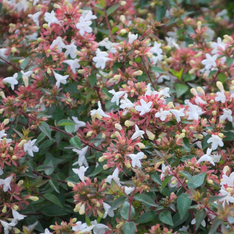 Abelia Sherwood, Abélia à grandes fleurs à fleurs Rose/Blanche - feuillage Persistant - Pot de 10L - 80/120 cm - Imagen 1