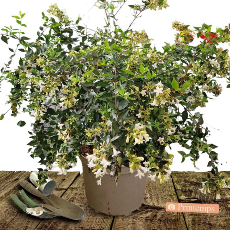 Abelia Sherwood, Abélia à grandes fleurs à fleurs Rose/Blanche - feuillage Persistant - Pot de 10L - 80/120 cm - Imagen 5