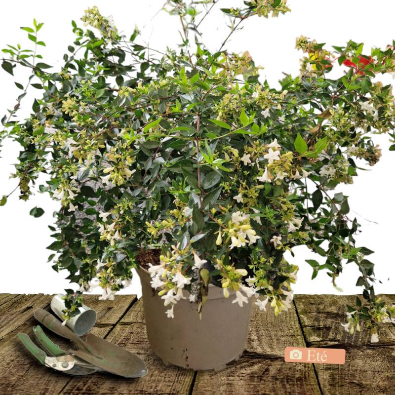 Abelia Sherwood, Abélia à grandes fleurs à fleurs Rose/Blanche - feuillage Persistant - Pot de 10L - 80/120 cm - Imagen 3