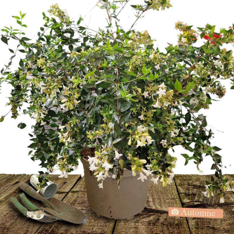 Abelia Sherwood, Abélia à grandes fleurs à fleurs Rose/Blanche - feuillage Persistant - Pot de 10L - 80/120 cm - Imagen 2